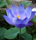 Blue Lotus - Photoshop - illustration in seed catalog for blue water lily seeds