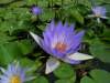 Egyptian Blue Water Lily