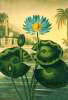 Egyptian Blue Lotus