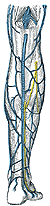 sural nerve in yellow